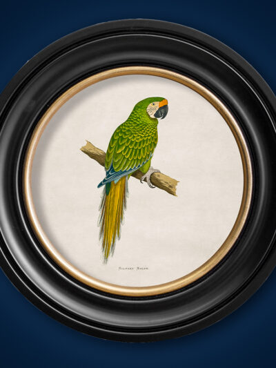 Green Macaw Print in round gold and black frame